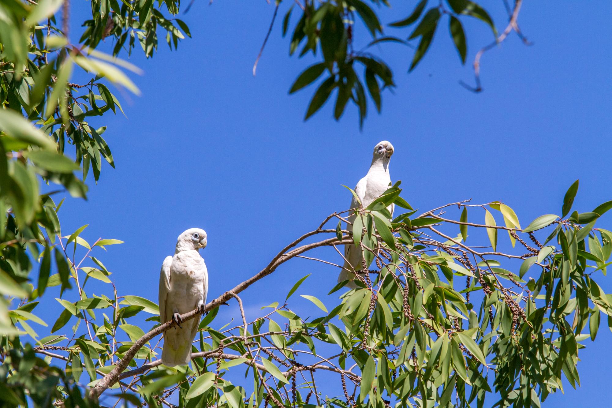 09_20150810   AUS 371   Darwin e Parchi